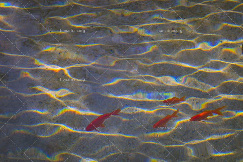 قطعه عکس ماهی قرمز