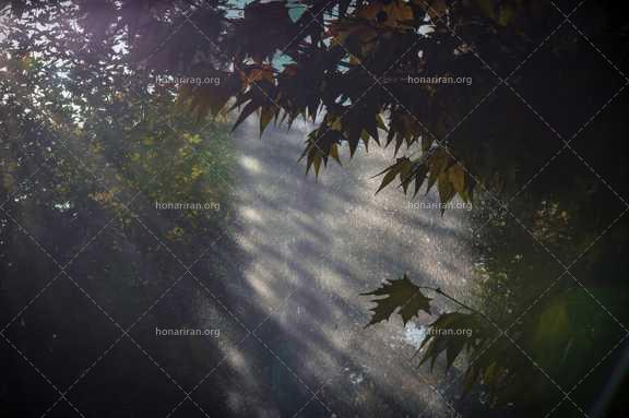 قطعه عکس نور بین شاخه ها