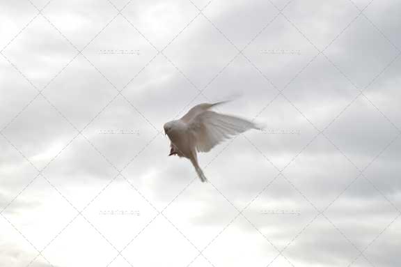 قطعه عکس کبوتر سفید