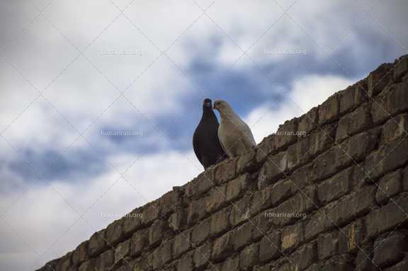 قطعه عکس دو کبوتر عاشق