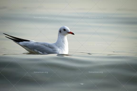 قطعه عکس مرغ دریایی