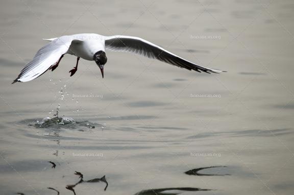 قطعه عکس مرغ ماهی خوار