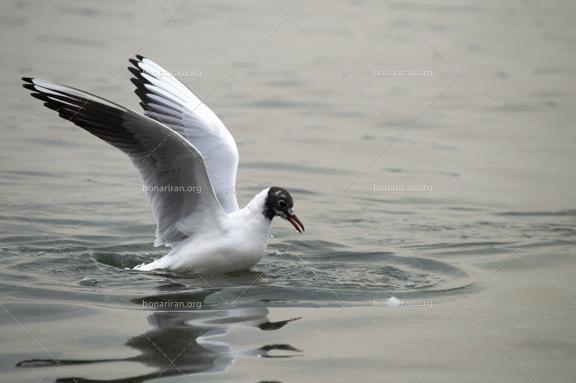 قطعه عکس مرغ ماهی خوار