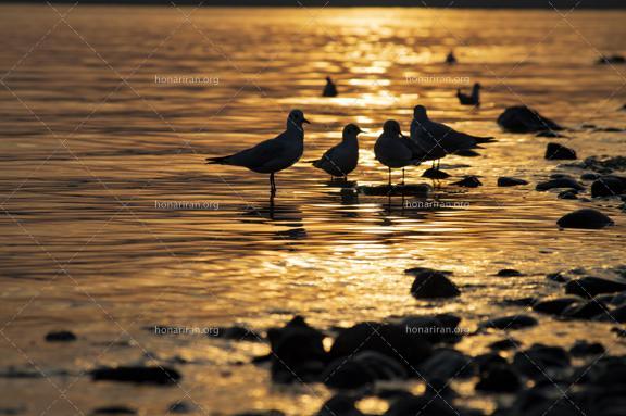 قطعه عکس مرغ های ماهی خوار هنگام غروب خورشید