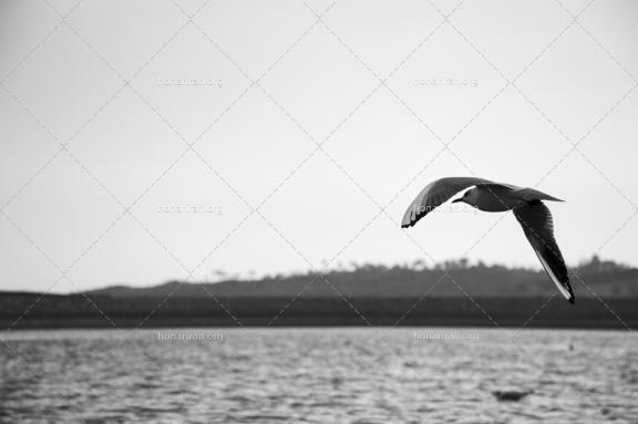 قطعه عکس مرغ دریایی درحال پرواز