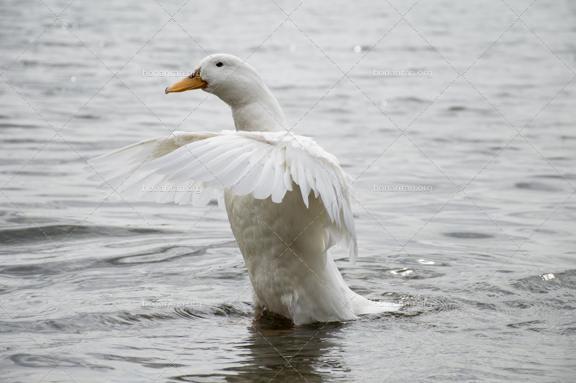 قطعه عکس مرغابی سفید درحال آب بازی