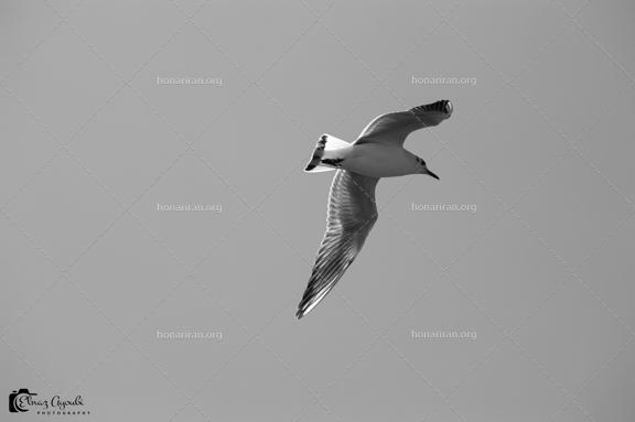قطعه عکس مرغ دریایی درحال پرواز با زمینه سیاه سفید