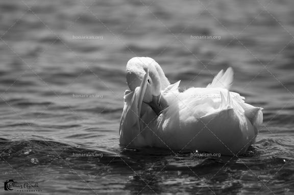 قطعه عکس مرغابی سفید درحال شنا