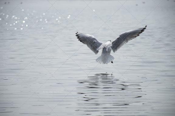 قطعه عکس مرغ دریایی درحال شکار