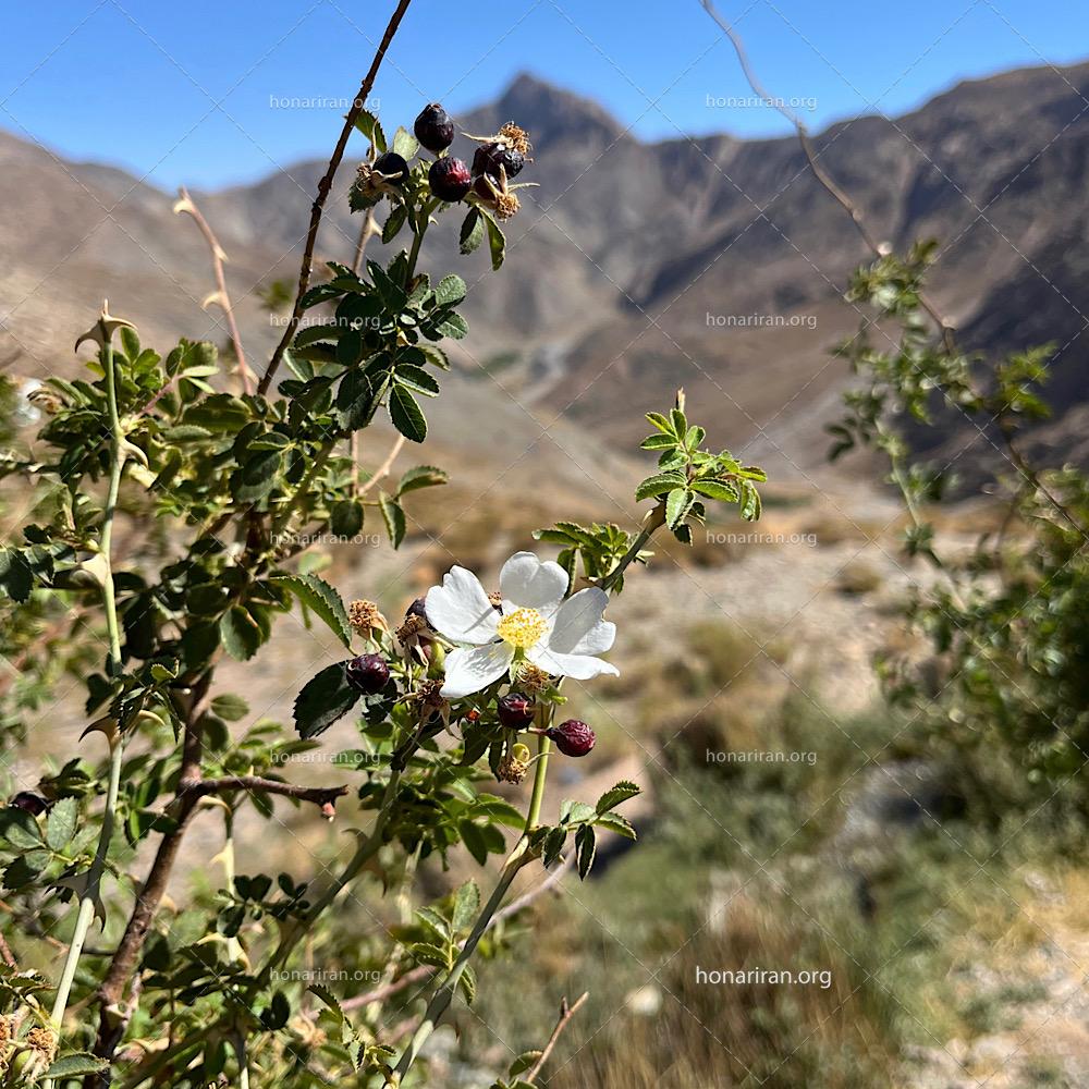 عکس شکوفایی
