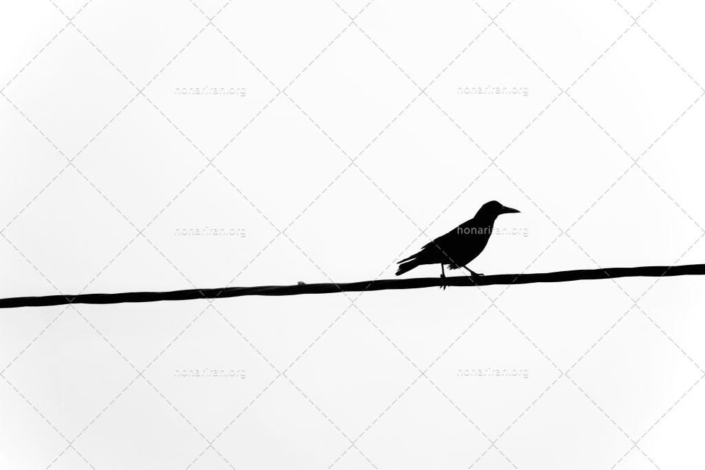 قطعه عکس مینیمال