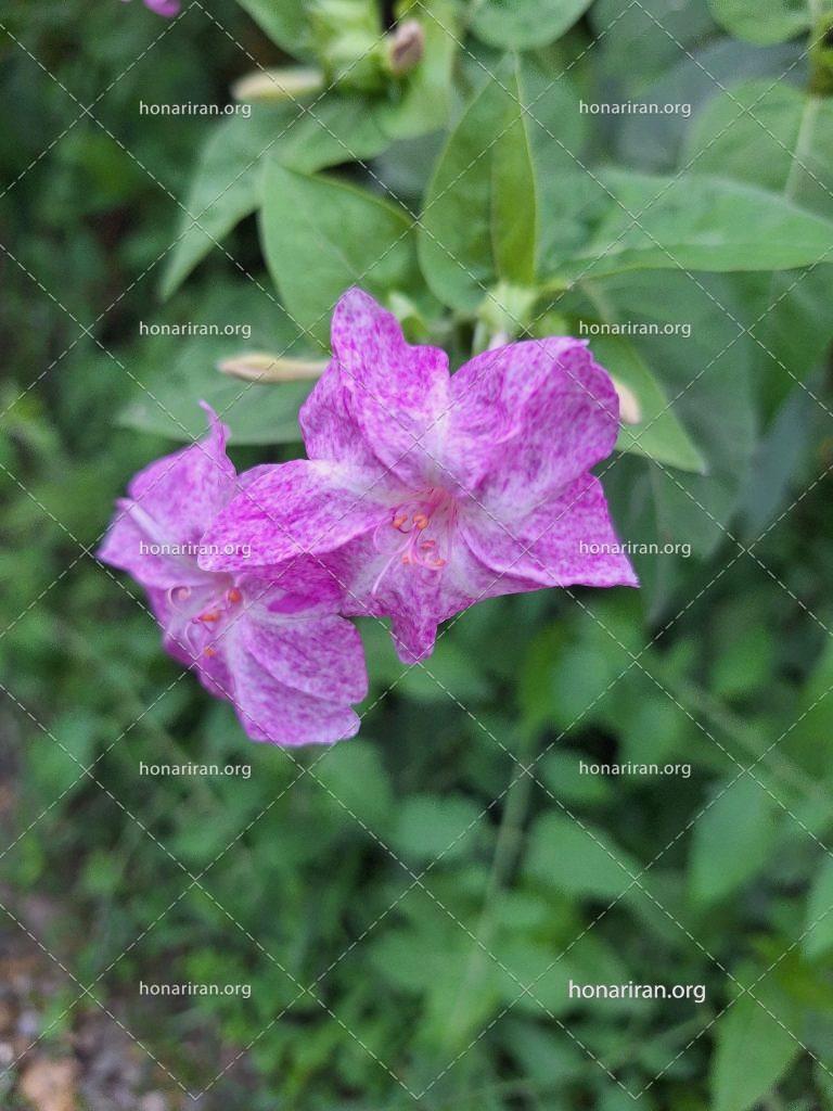 قطعه عکس گل mirabilis jalapa