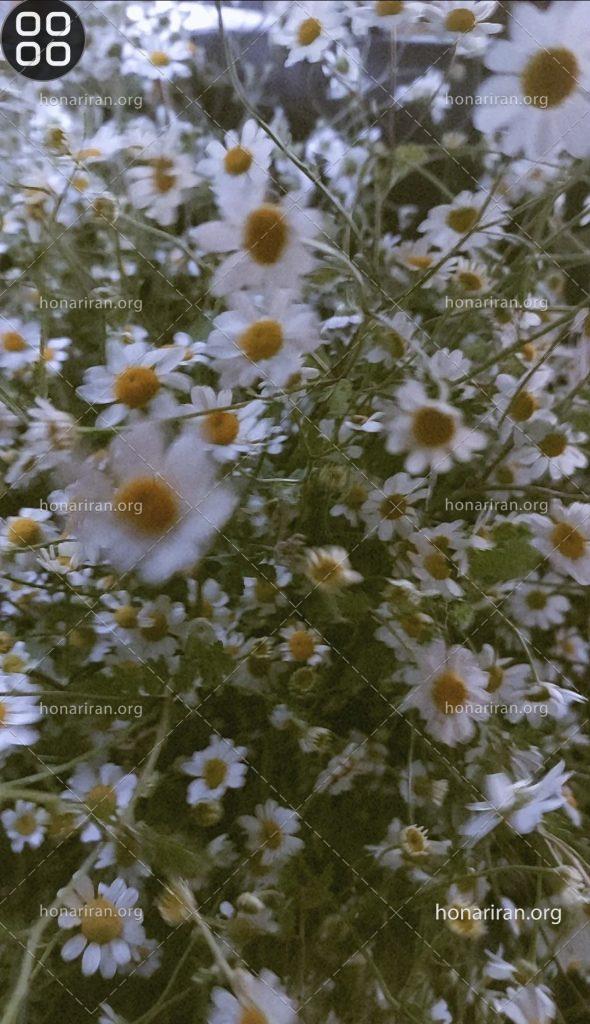 قطعه عکس گل بابونه