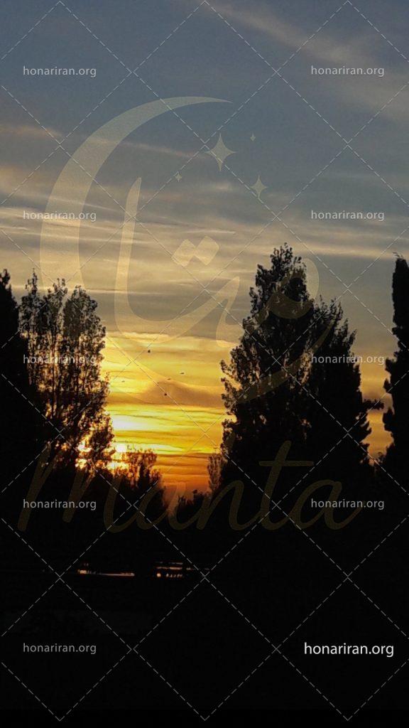 قطعه عکس نور پنهان در شاخه ها