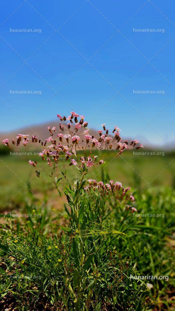 قطعه عکس گل های وحشی