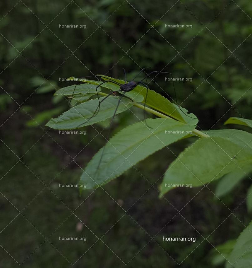 قطعه عکس عنکبوت در طبیعت