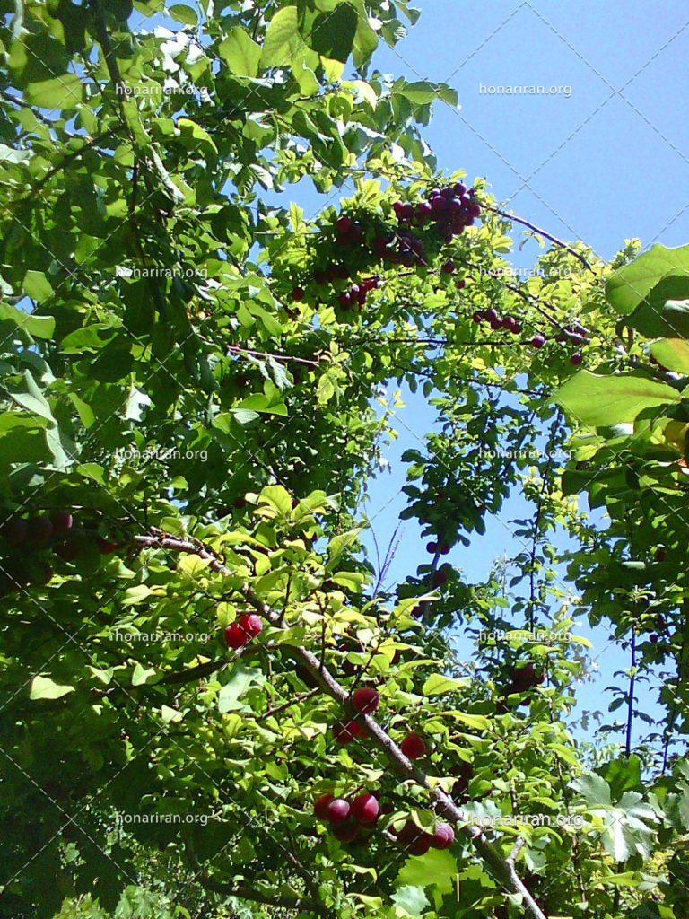 قطعه عکس درخت میوه