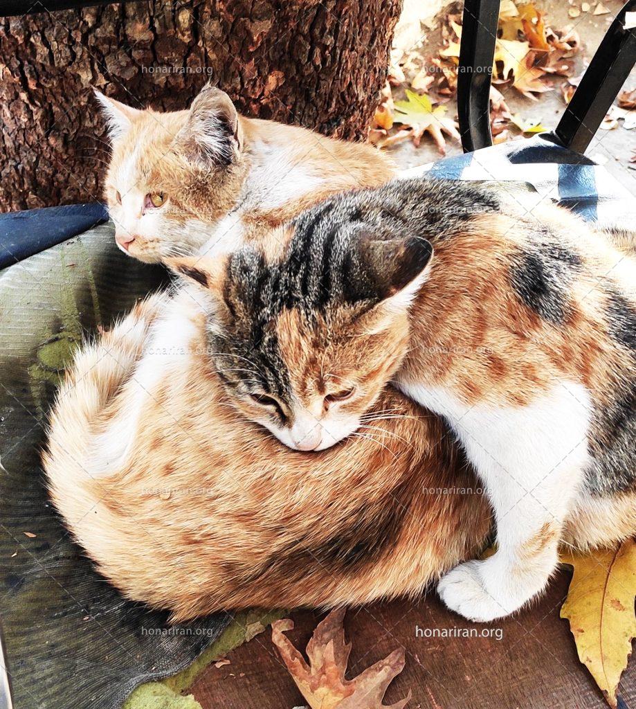 قطعه عکس گربه های بامزه