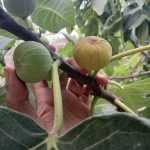 مجموعه عکس تابستان میوه های خوشمزه