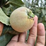 مجموعه عکس تابستان میوه های خوشمزه