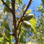 مجموعه عکس تابستان میوه های خوشمزه