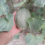 مجموعه عکس تابستان میوه های خوشمزه