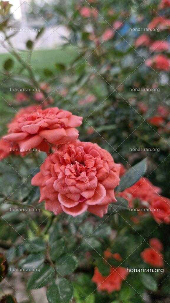 عکاسی با موبایل طبیعت بهاری