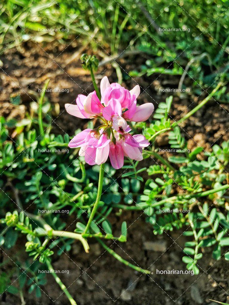 قطعه عکس گل بنفش