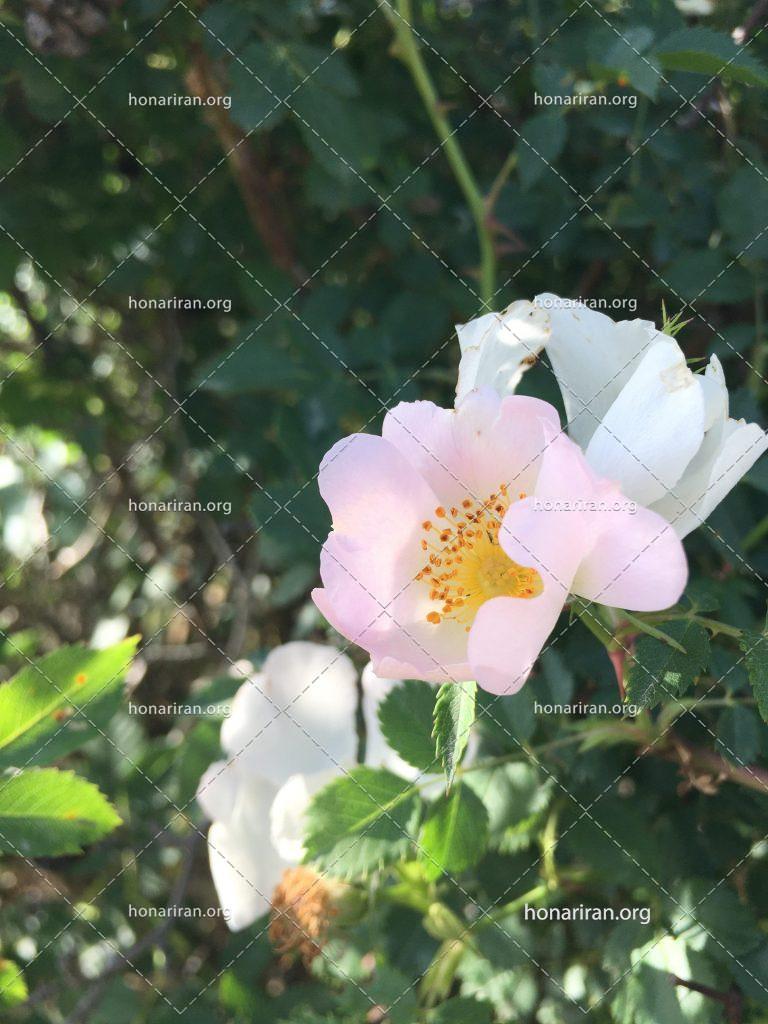 قطعه عکس گل محمدی