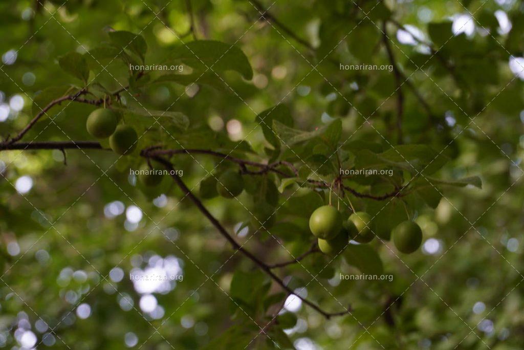قطعه عکس ردپای آلوچه