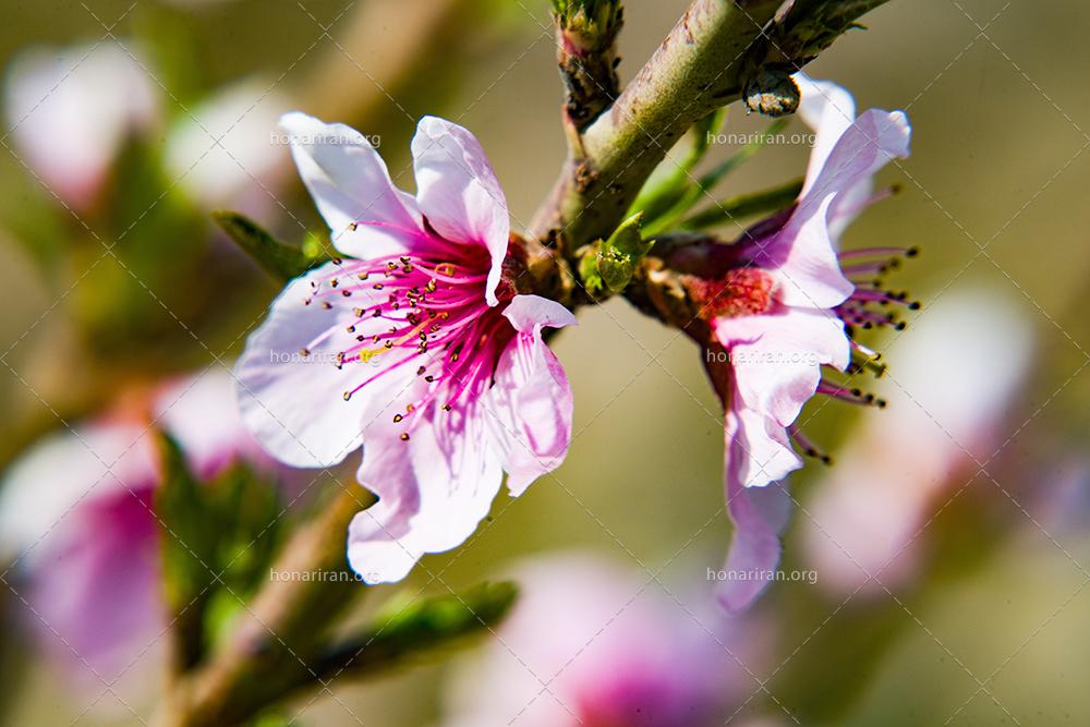 شکوفه های بهاری – زیباترین مناظر طبیعت ایران