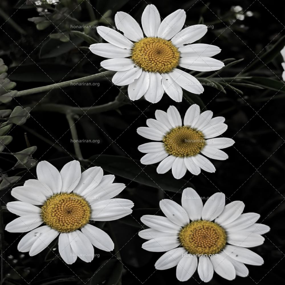 گل بابونه وحشی