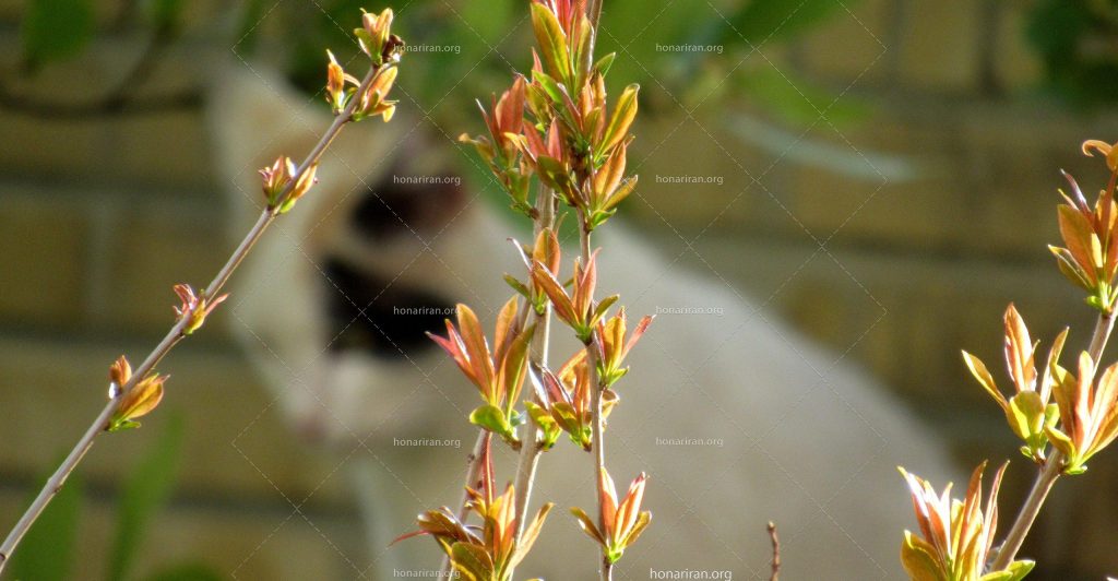 قطعه عکس گربه و طبیعت