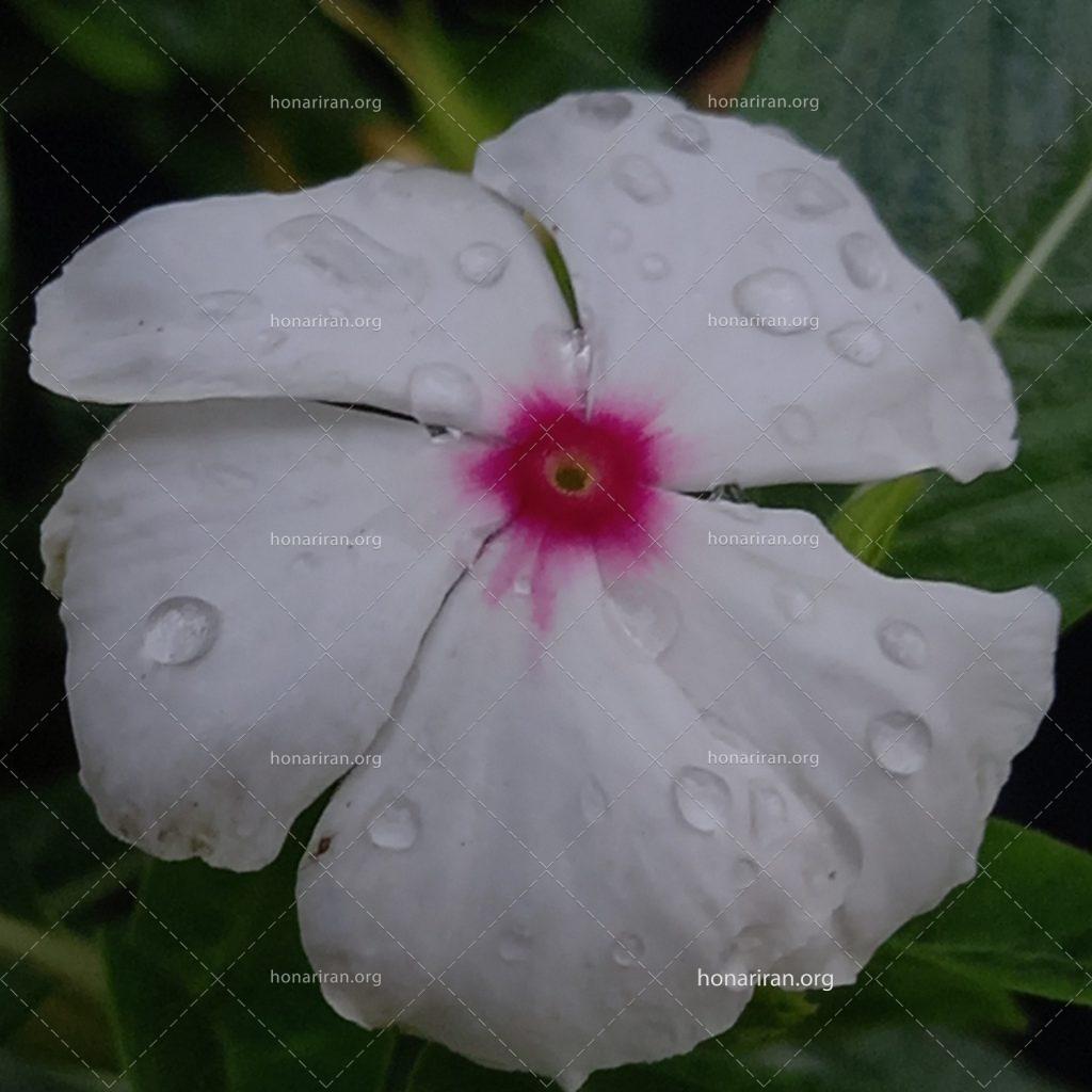 قطعه عکس نم بارون نشسته روی گل