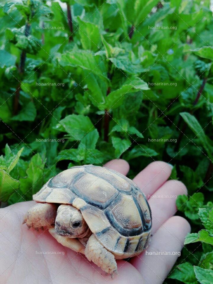 قطعه عکس لاکپشت در مزرعه