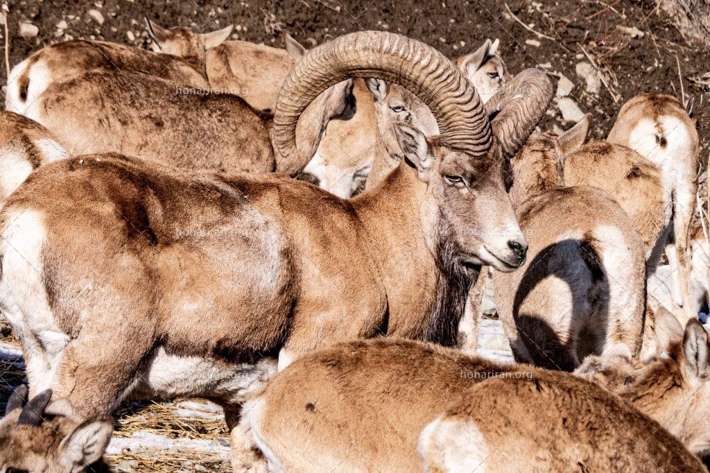 قوچ اوریال – شکوه کوهستان