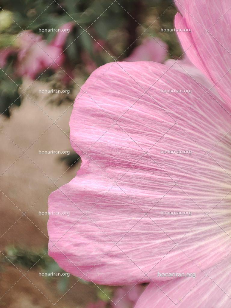 قطعه گل صورتی