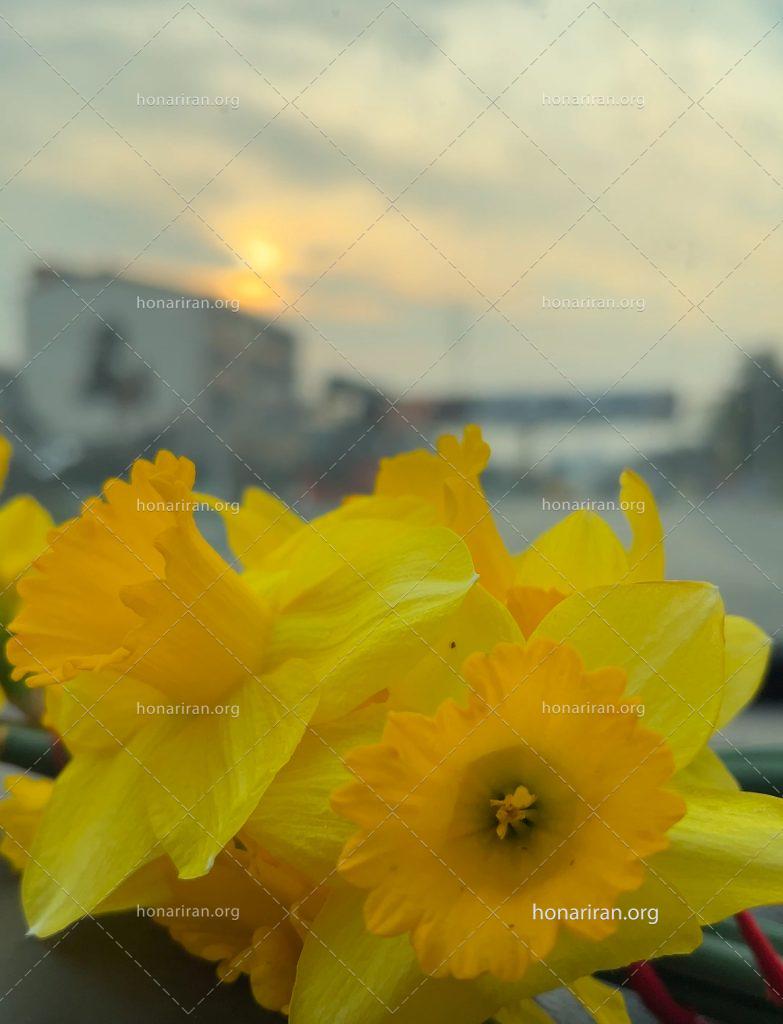 تصویرنگاری پرتره گل نرگس