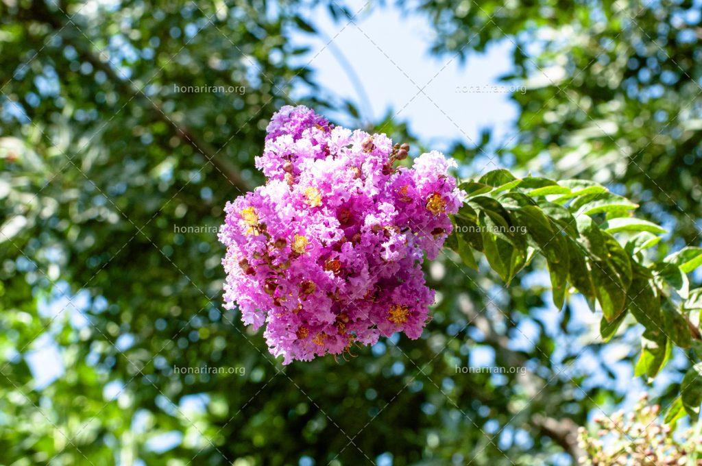 عکس رنگی – گلهای خوشه ای تابستانی