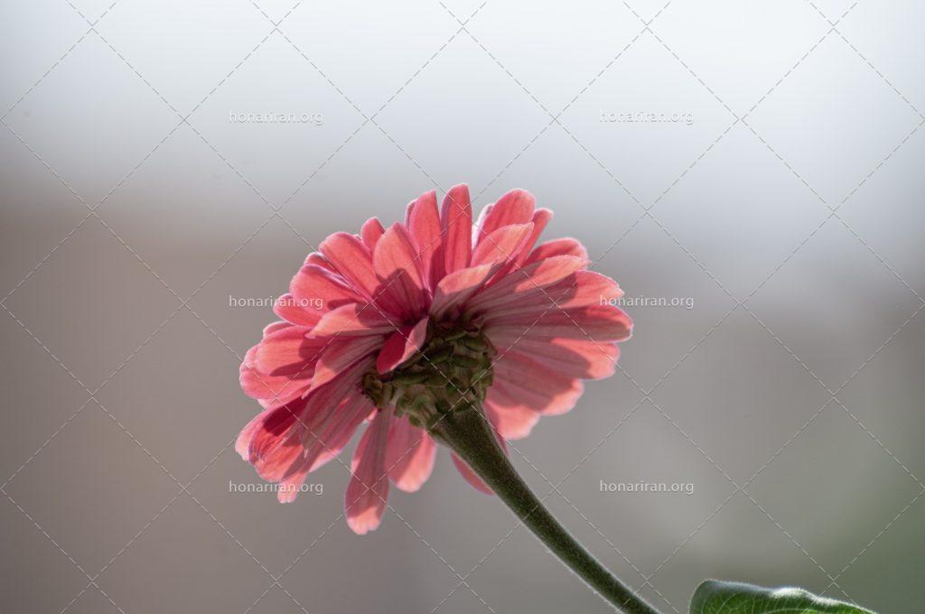 عکس رنگی گل ختمی با نورپردازی ویژه