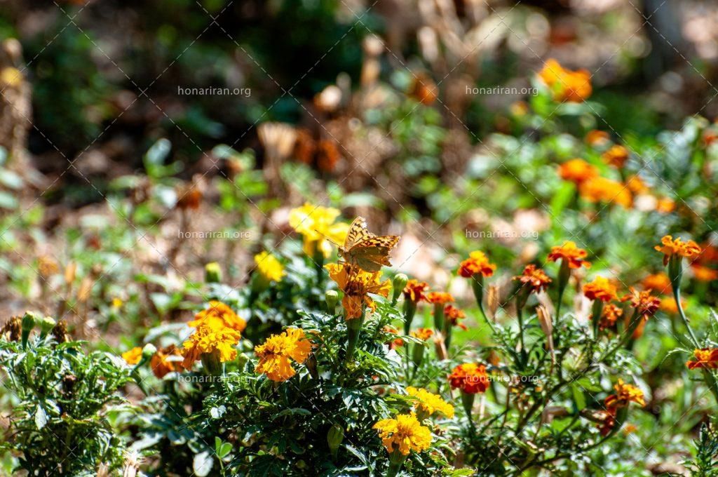 قطعه عکس گلهای زیبای تابستان