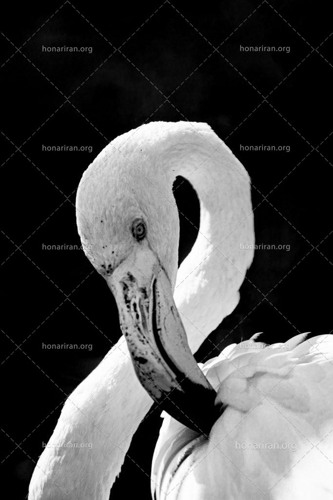 قطعه عکس پرتره سیاه و سفید قو زیبای دریاچه