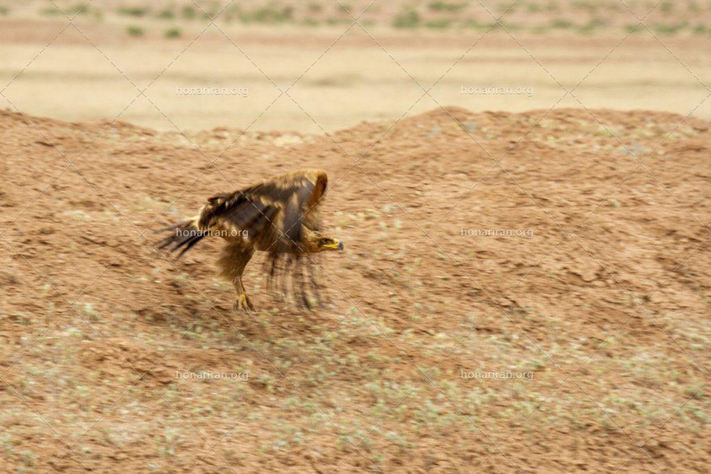 قطعه عکس عقاب طلایی در حال بلند شدن از روی زمین