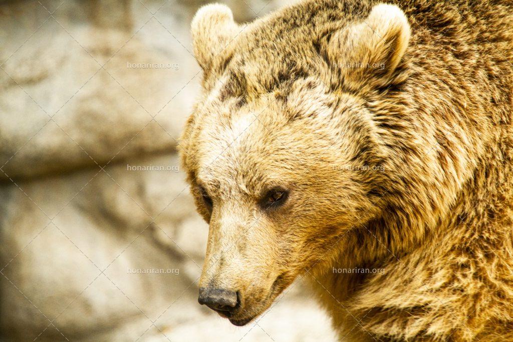 قطعه عکس پرتره خرس قهوه ای