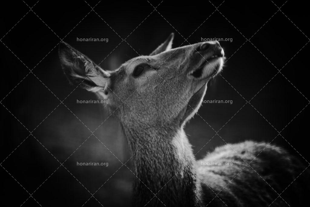 قطعه عکس پرتره گوزن ماده
