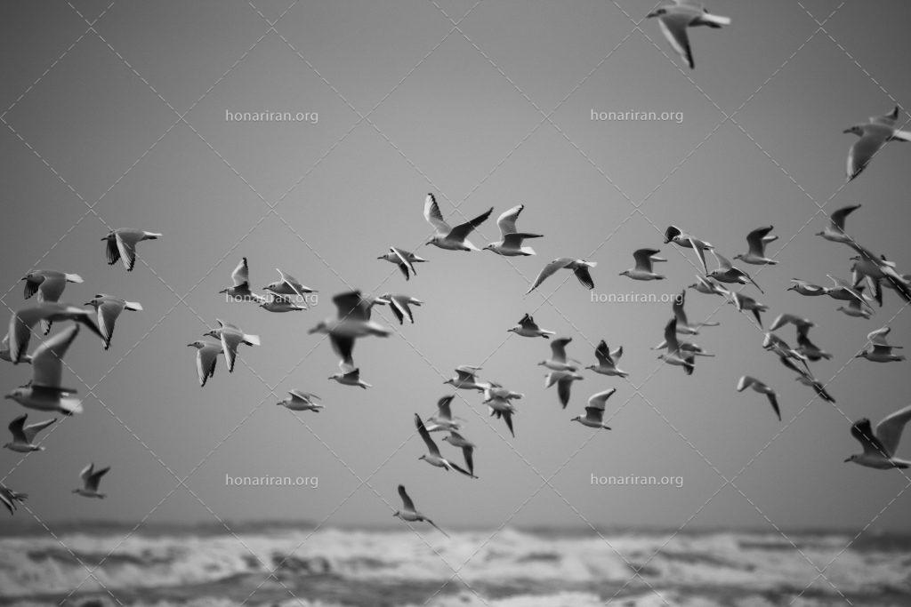 قطعه عکس پرواز پرنده ها در دریای کاسپین