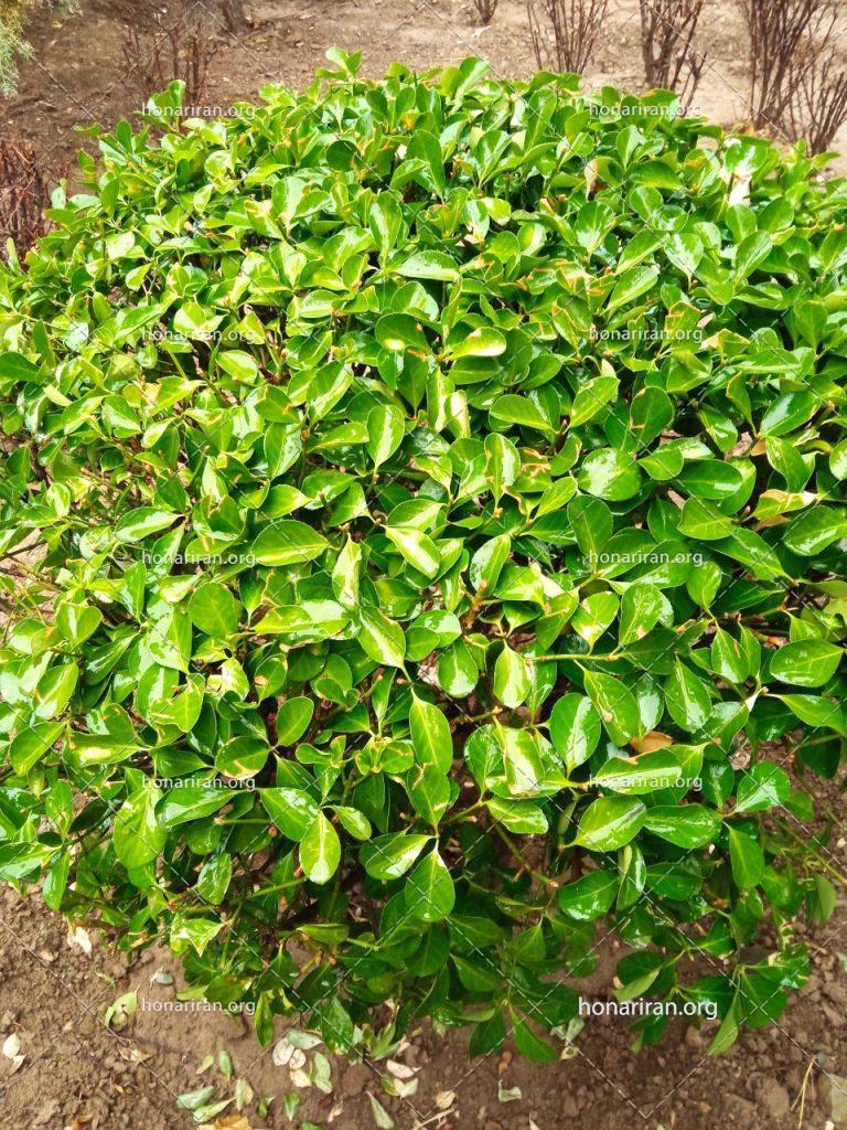 قطعه عکس بوته ی سبز