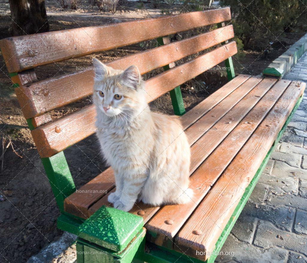 گربه نارنجی بر روی نیمکت
