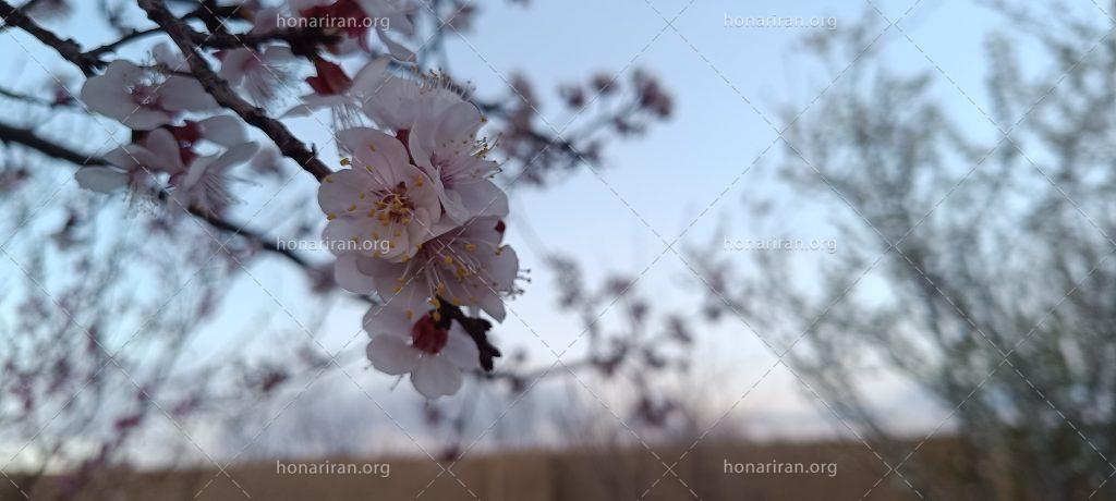 قطعه عکس طبیعت زیبا