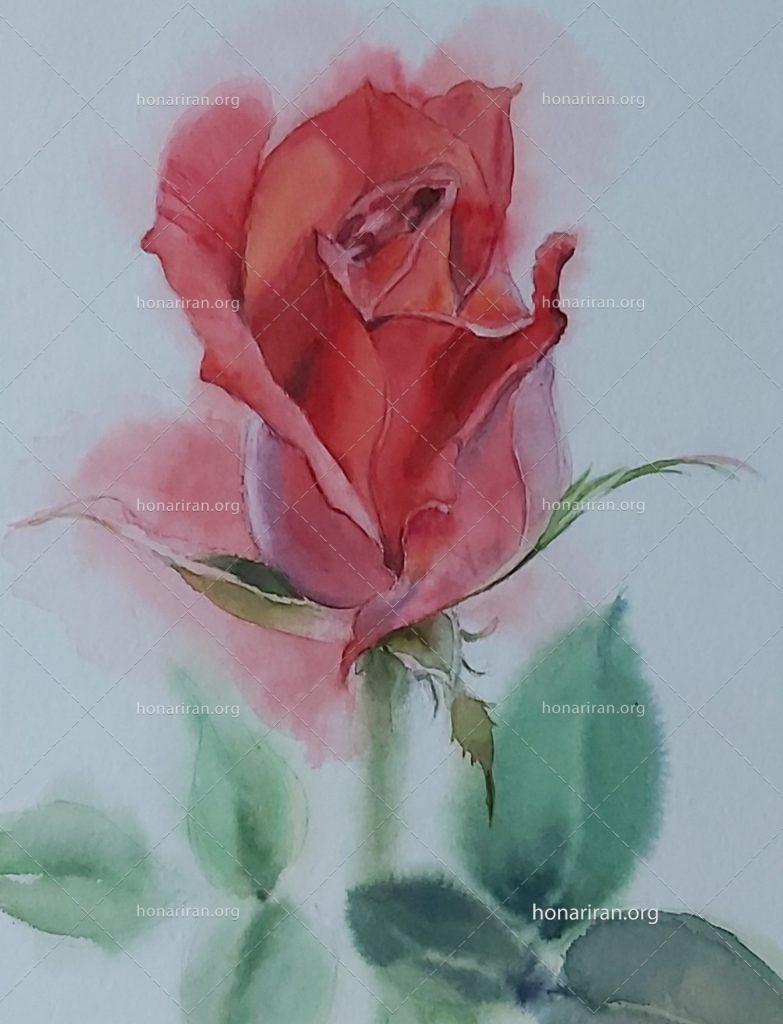 نقاشی آبرنگ گل رز